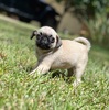 Female pug