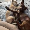 Chihuahuas in need of home