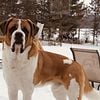 Saint Bernard Stud Service