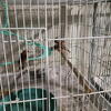Zebra finches