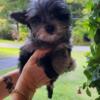 Yorkiepoos pups looking for homes