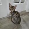 Savannah kittens ready for homes