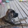 English mastiff male 9 months old