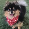 AKC Black & Tan