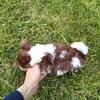 Morkie puppies