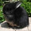 Pedigreed Black Otter Netherland Dwarf Buck
