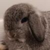 Show quality chinchilla colored Holland Lop female