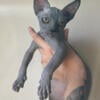 Sphynx Kitten male - WI 