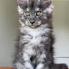 Super pedegree, excellent breed data, show and breed Maine Coon