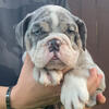 Blue, English Bulldog Female 