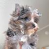 Yorkshire Terrier looking for amazing home