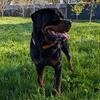 German Rottweiler for stud