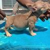 Chocolate tri Merle bullies