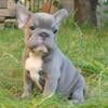 Xella French Bulldog female puppy for sale. $2,590