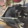 DALLAS AREA DELIVERY THIS WEEKEND BOXER PUPPYS