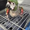 Macaw severe