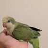 Green Cheek Conures and Quaker Parrots