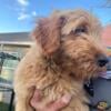 Goldendoodle Puppies for sale