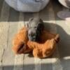 AKC Frenchie Puppies