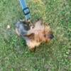 1 1/2 year old female Yorkie