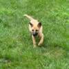 GERMAN SHEPHERD HYBRID PUPPIES FOR SALE