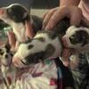 CHIWEENIE-MINIS- PERFECT VERY SMALL MINIS ($600)