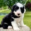 Sheepadoodle/ Silver Collar Female