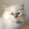 TICA pedigree , Holistic Health first , rare colors , awesome Ragdoll personalities ,