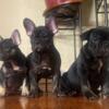 French bulldog puppies