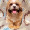 Health Certified Shihpoo Puppies!