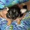 Chihuahua puppies short coated Bonnie