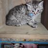 Tabby Male
