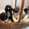 Mini Shihpoo Pups located in Mason, Illinois