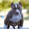 Extreme American Bully (Pocket)