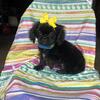 Cavalier/Shihtzu mix puppy 