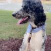 CKC Standard Poodle for stud