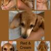 Miniature dachshund male red cream CKC registered, ready for his fur ever home.