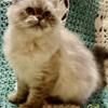 Beautiful Persian kitten