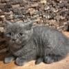 Purebred British shorthairs tortoise, tabby and gray