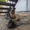 Galactus Harlequin Merle Male XL Bully $2500