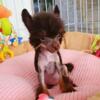 Chinese Crested