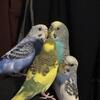 Parakeets