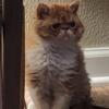 Selkirk Rex Kitten,Female located in Louisiana