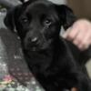 Beautiful black lab female 8 weeks