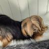 2.5lb Yorkie stud service AKC included (Carries Parti) 700 without akc