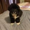 2 Shih tzu puppies male and female 7 weeks