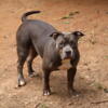 Free to great home only! 7.5 month old American bully