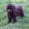 Arlo Male Cockapoo