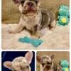 Healthy French Bulldog Puppies