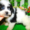 Chicago Shihpoo Babies. Nonshedding/Allergy Free.